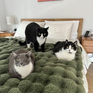 Year's Supply Of Cat Treats for Draco, Junior, and Andy