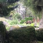 Visit the Woodland Park Zoo