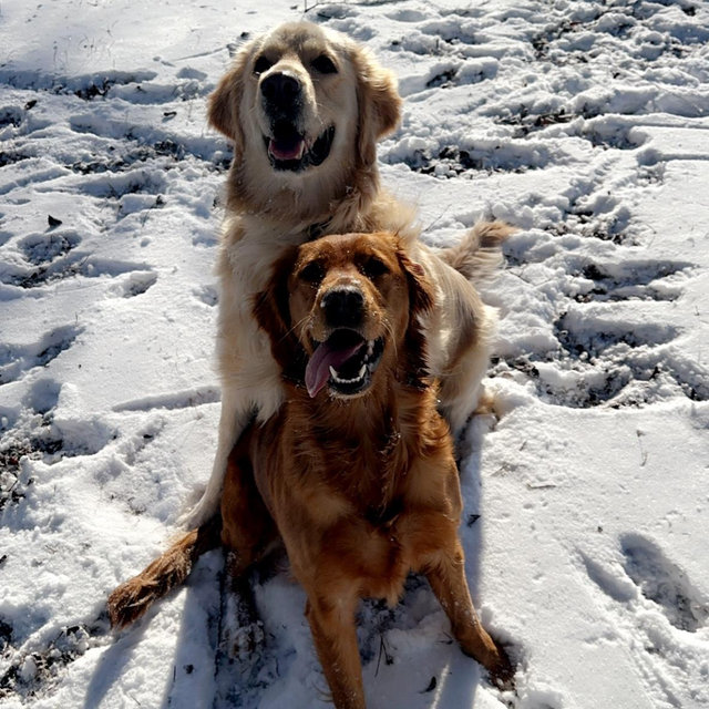 Honeymoon dog boarding