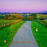 Wine Country