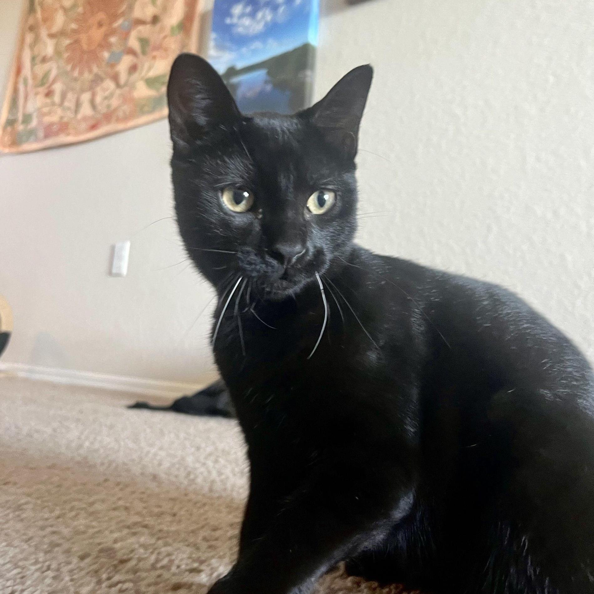 Adopted our last pet, Mogli! (9/30/23)
