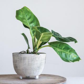 Distressed Footed Terracotta Planter with Fluted Texture