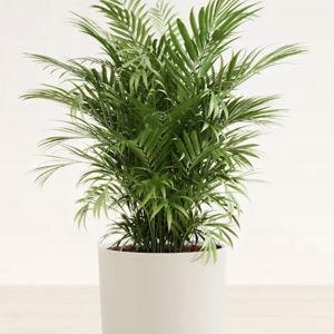 Parlor Palm