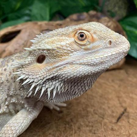 And our bearded dragon, Dinosaur