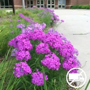 Prairie Phlox (Phlox pilosa)