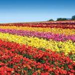 Carlsbad Flower Fields