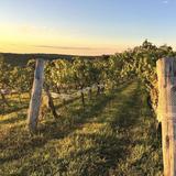 Gouveia Vineyards