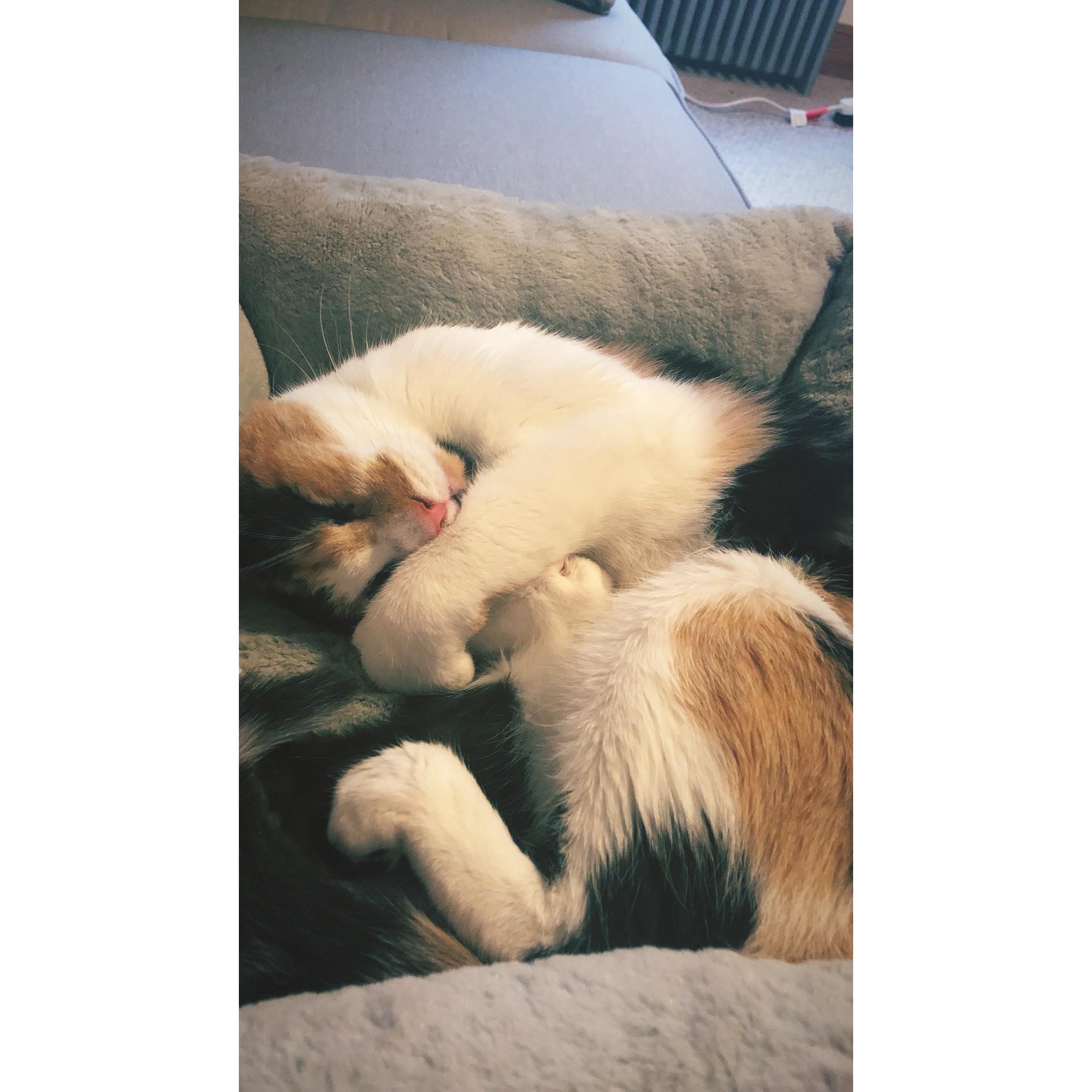 We adopted our first cat together, Cleo.