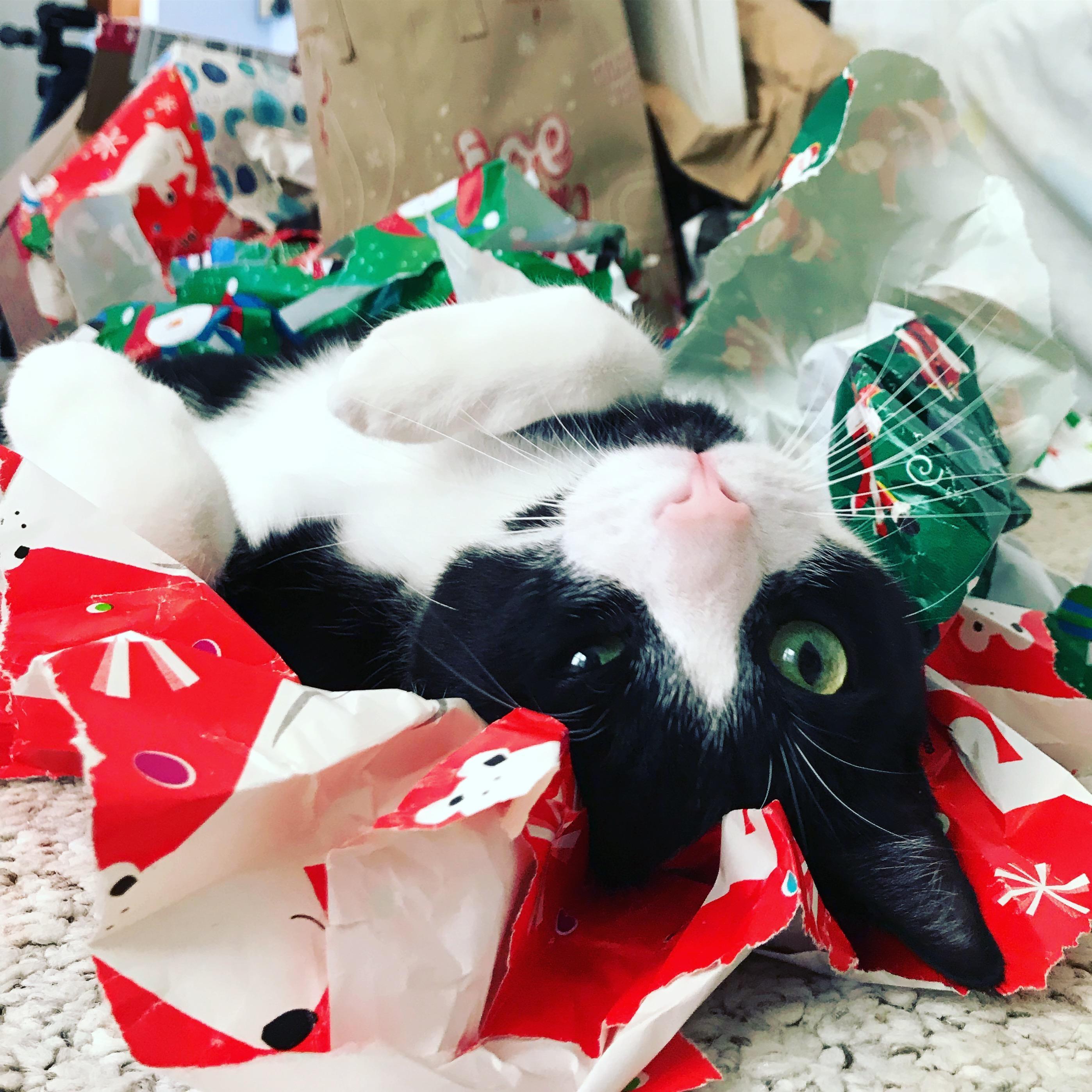 This is Felix the Cat, we adopted him in 2017.