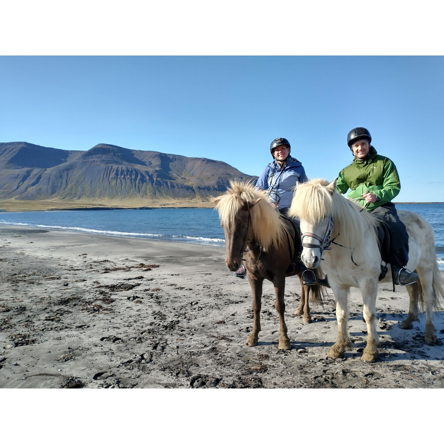 If you lead an Icelandic horse to water...