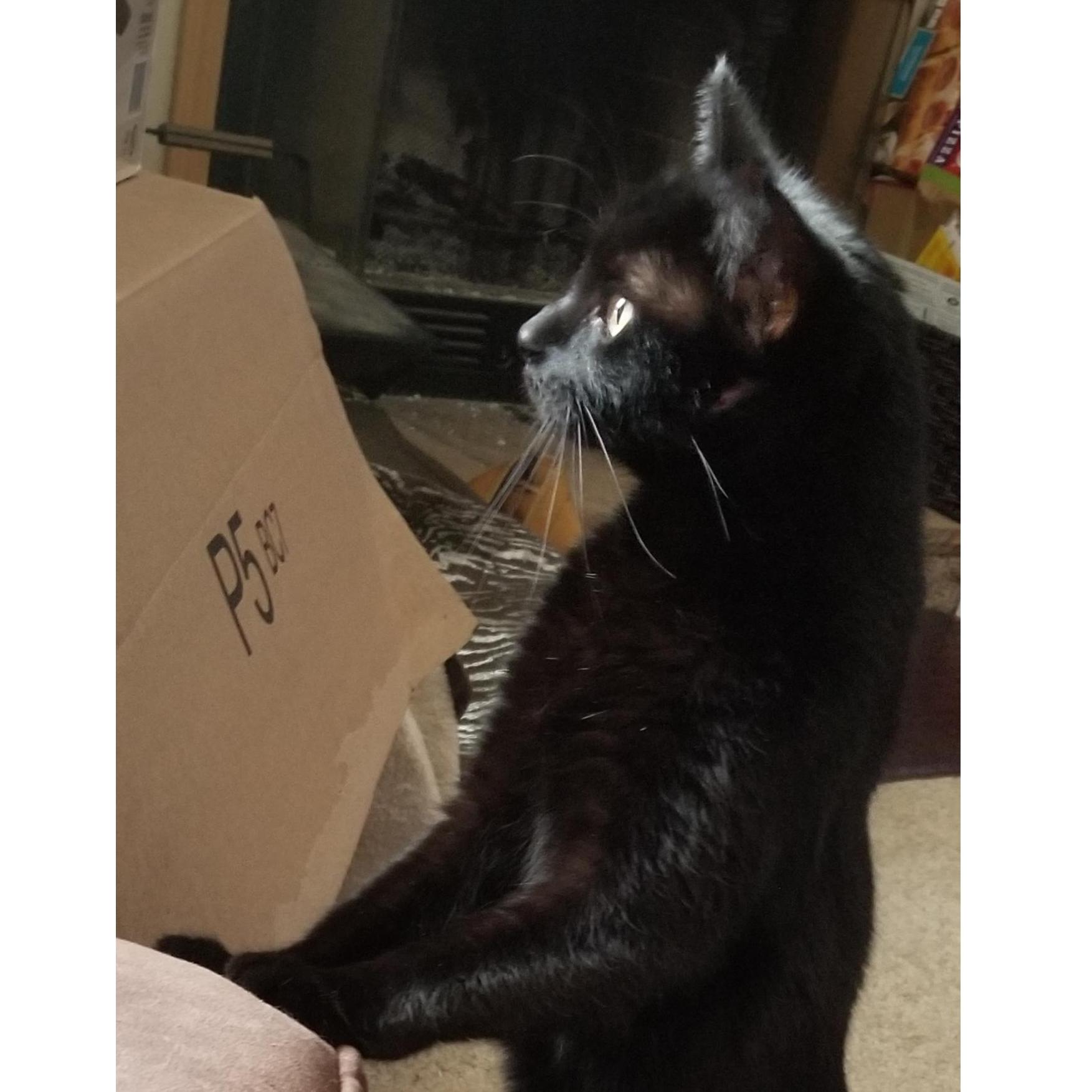 Luna aka "Baby One" our last rescue kitty and the most skittish of the group. She's very sweet but practically terrified of her own shadow, we rescued her from and old jobsite of mine.