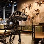 Natural History Museum of Utah