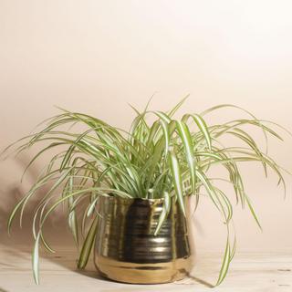 Bonnie Curly Spider Plant