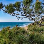 Torrey Pines State Natural Reserve
