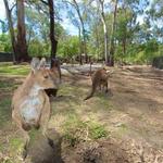 Healesville Sanctuary