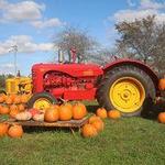 Cows-N-Corn at Maple Tree Farm