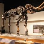 New York State Museum