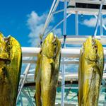 Go Fishing
