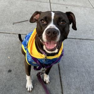 Memorial Donation for Mocha