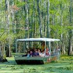 Bayou Swamp Tours