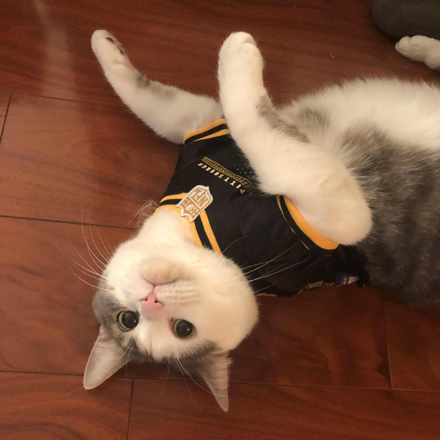 Our furbaby Teddy!
