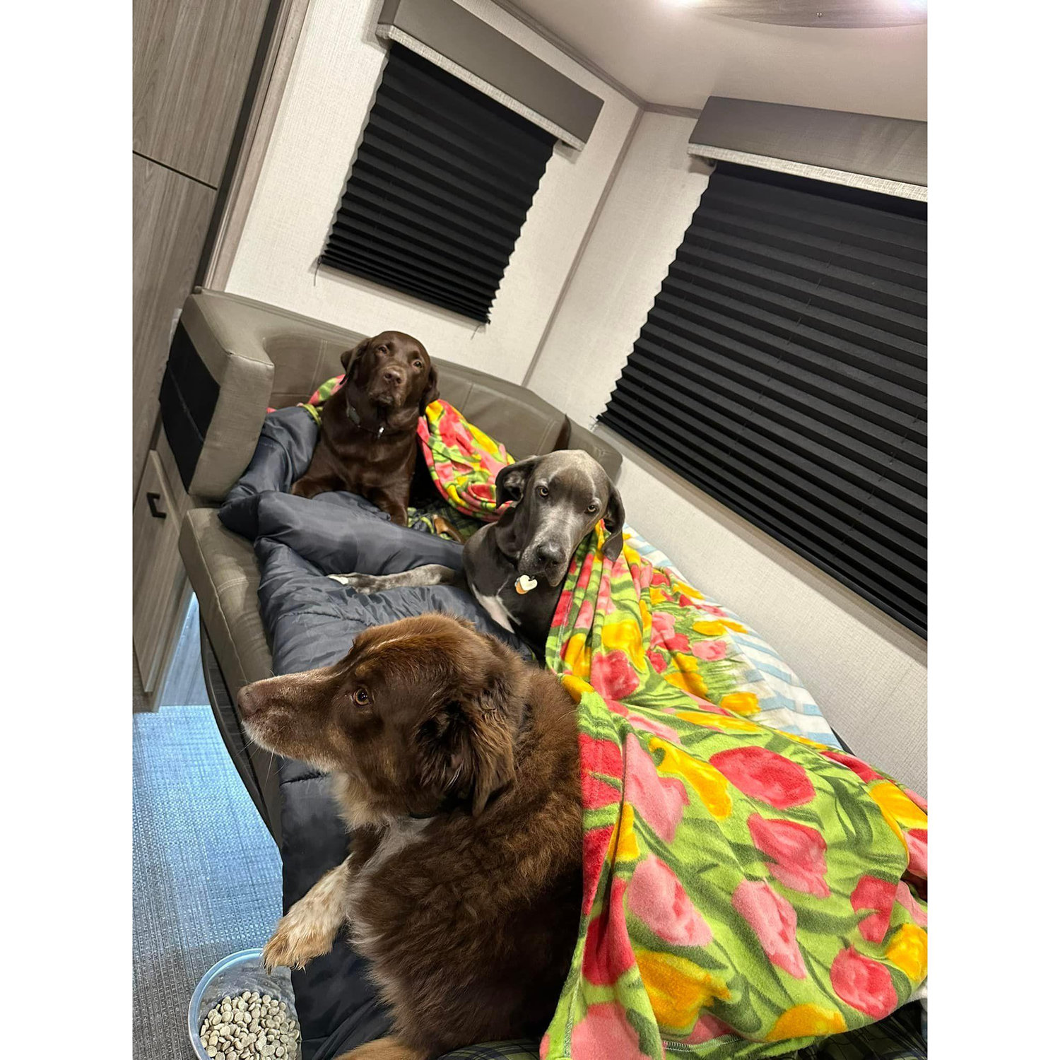 Camping puppies