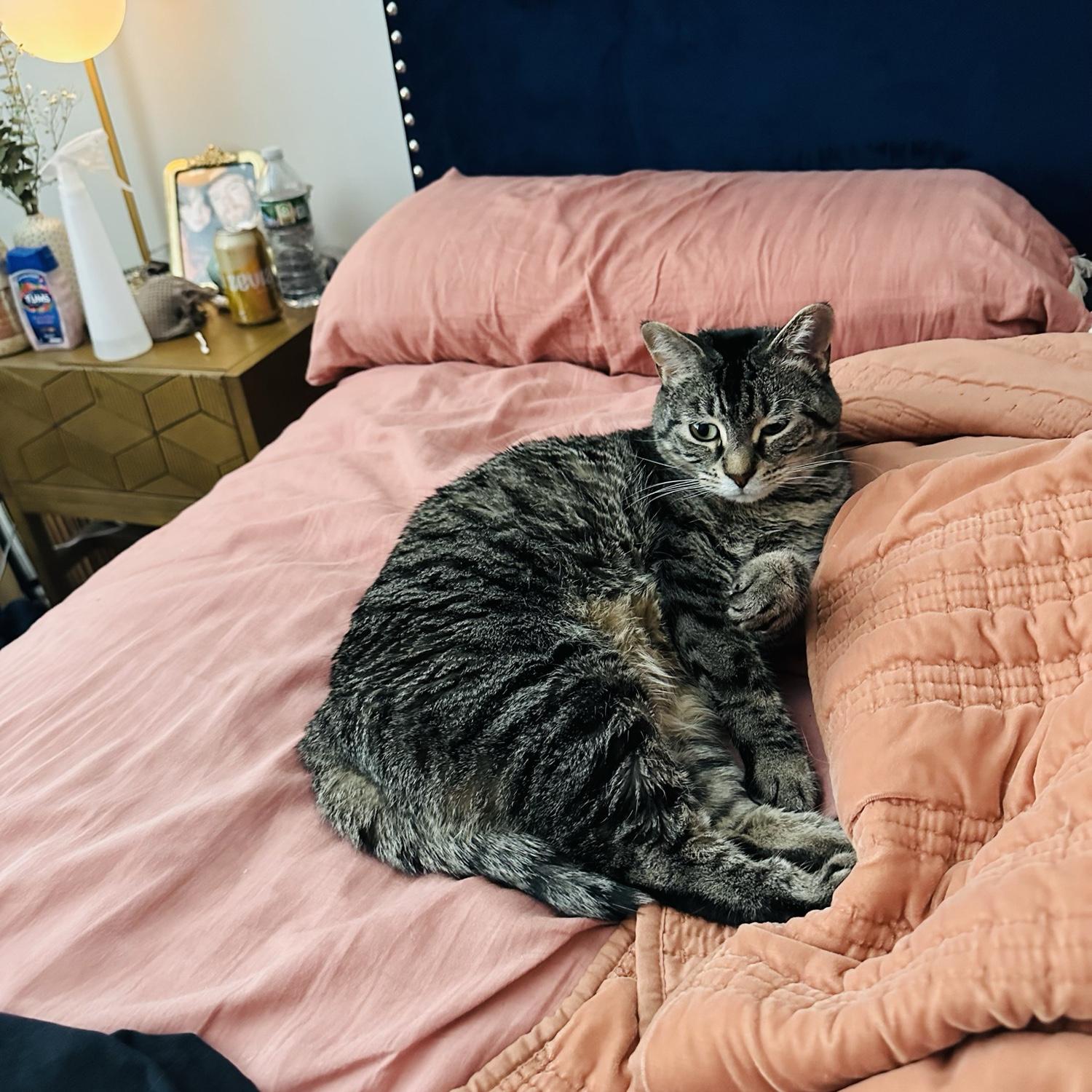 Our little Nelli belly