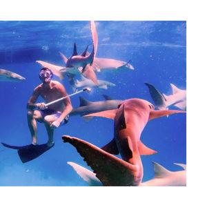 Nurse Shark Dive Honeymoon