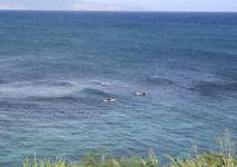 Paia