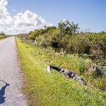 Shark Valley Observation Tower