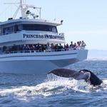 Whale Watching Tour in Monterey