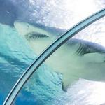 Greater Cleveland Aquarium