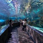 Ripley's Aquarium of the Smokies