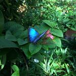 The Key West Butterfly and Nature Conservatory