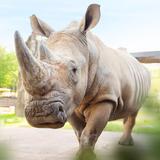 Knoxville Zoo