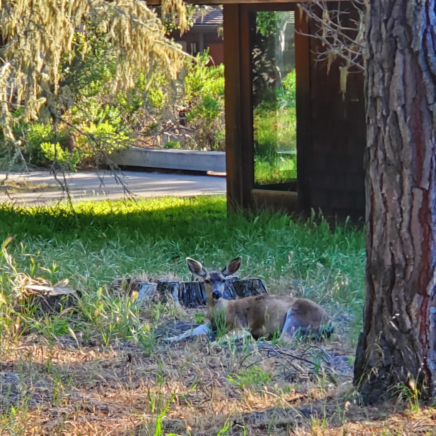 Deer at Asilomar State Conference Grounds
