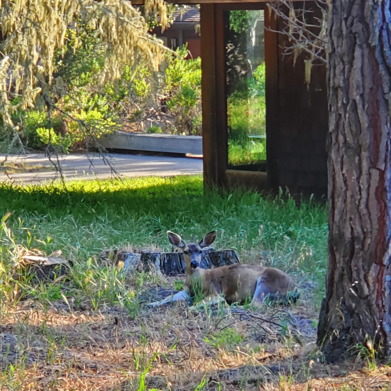 Deer at Asilomar State Conference Grounds