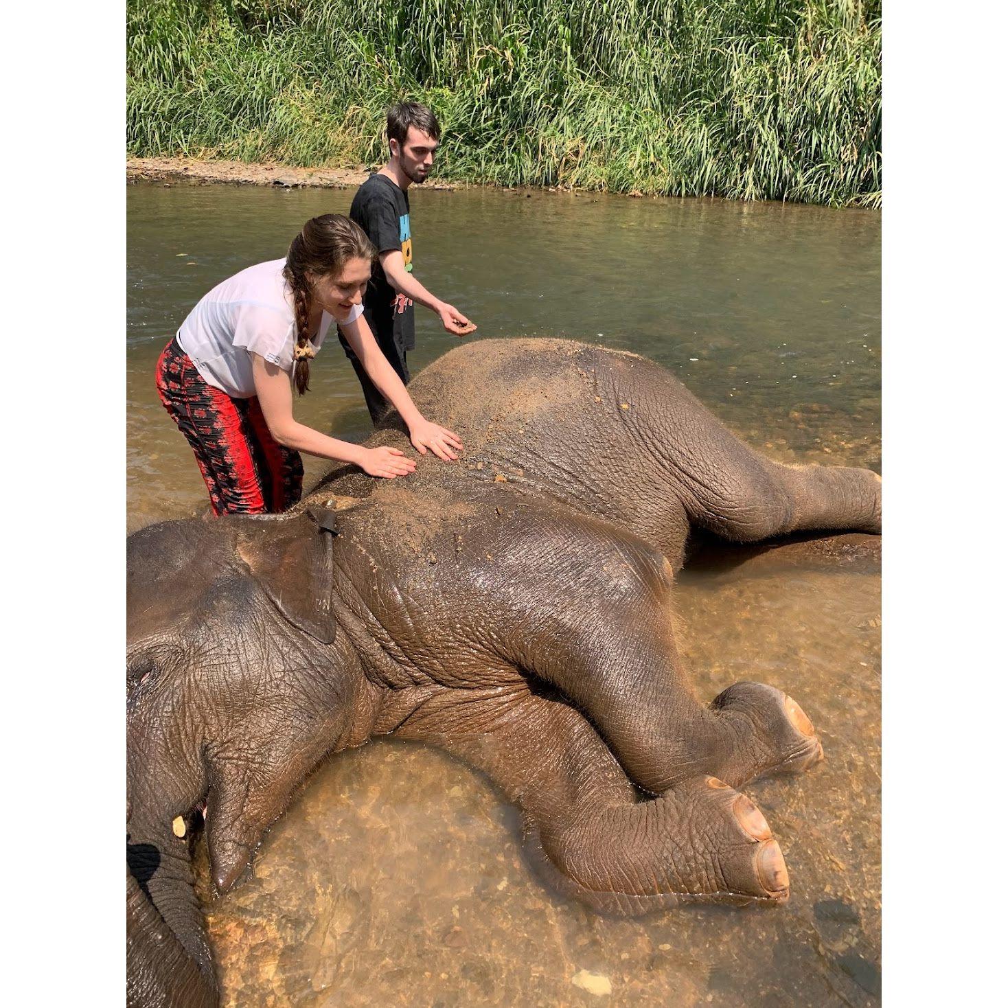 Running an elephant spa in Thailand, February 2019