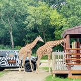 Safari Lake Geneva | Online Reservations Required