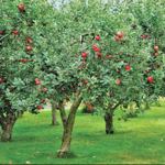Stepp's Orchard Apple Picking