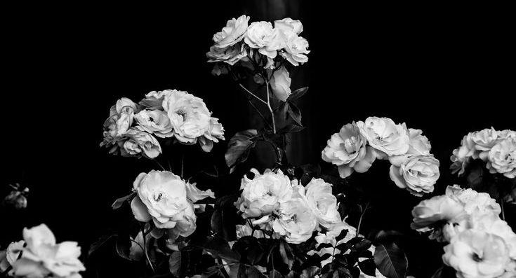 The Wedding Website of Kaylen Lanzen and Benjamin Carlson