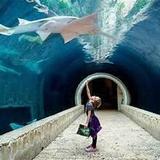 The Dallas World Aquarium