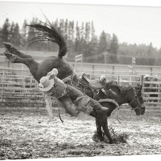 Bucked Off Wall Art