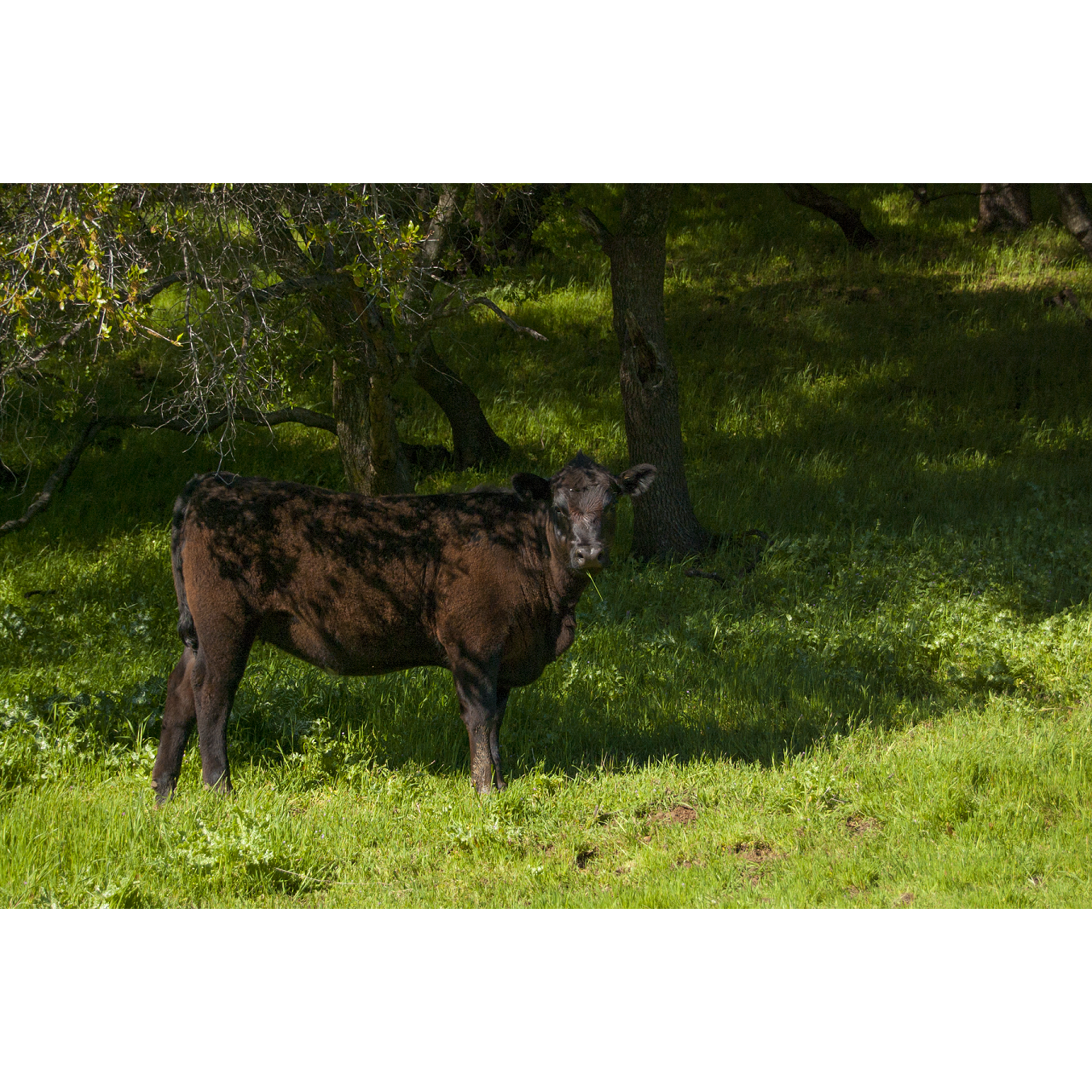 Matt almost died for this shot... The cow got spooked by a dog that go let loose and started stampeding toward us!!! Luckily we got away unscathed.