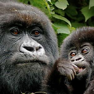 Gorilla Trekking Permits (Rwanda)