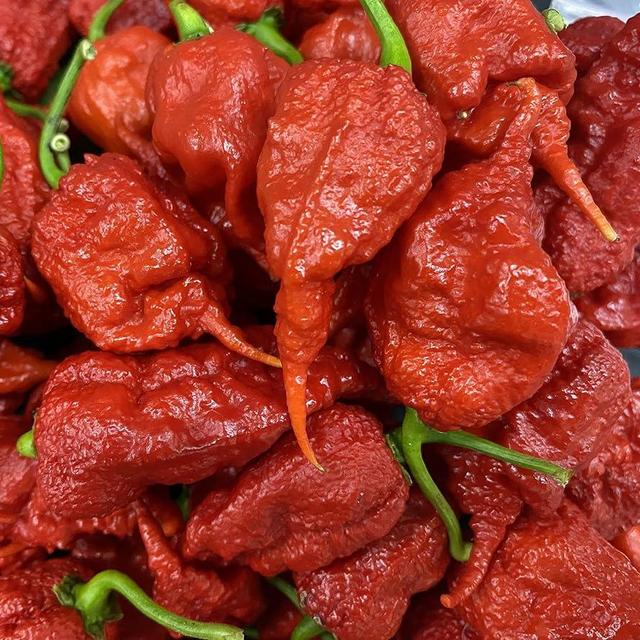 Primotalii Chile Pepper Premium Seed Packet Possibly Hottest in The World