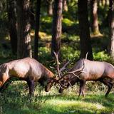 Northwest Trek Wildlife Park