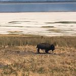 Antelope Island State Park