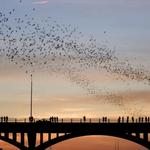 Congress Avenue Bridge Bat Watching