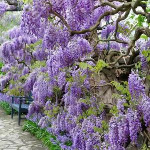 1 gal. Wisteria Amethyst Falls Plant with Purple Flowers